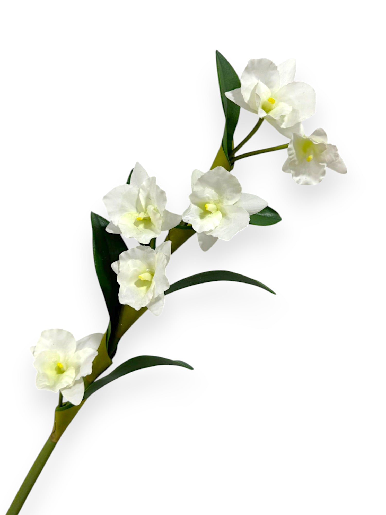 DENDROBIUM NOBILE 21"
