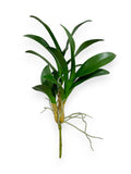 ORCH.CYMB. FOLIAGE 15,5"