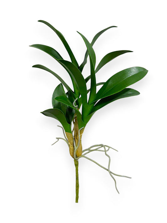 ORCH.CYMB. FOLIAGE 15,5"