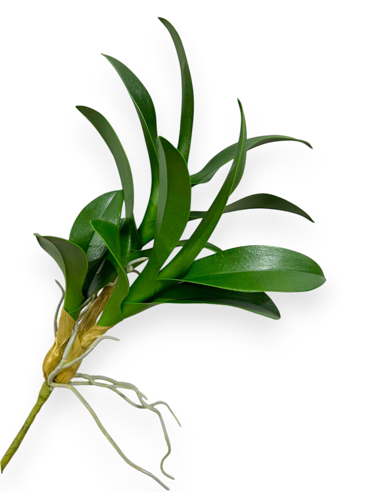 ORCH.CYMB. FOLIAGE 15,5"