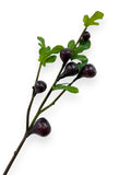 FIG BRANCH 35"
