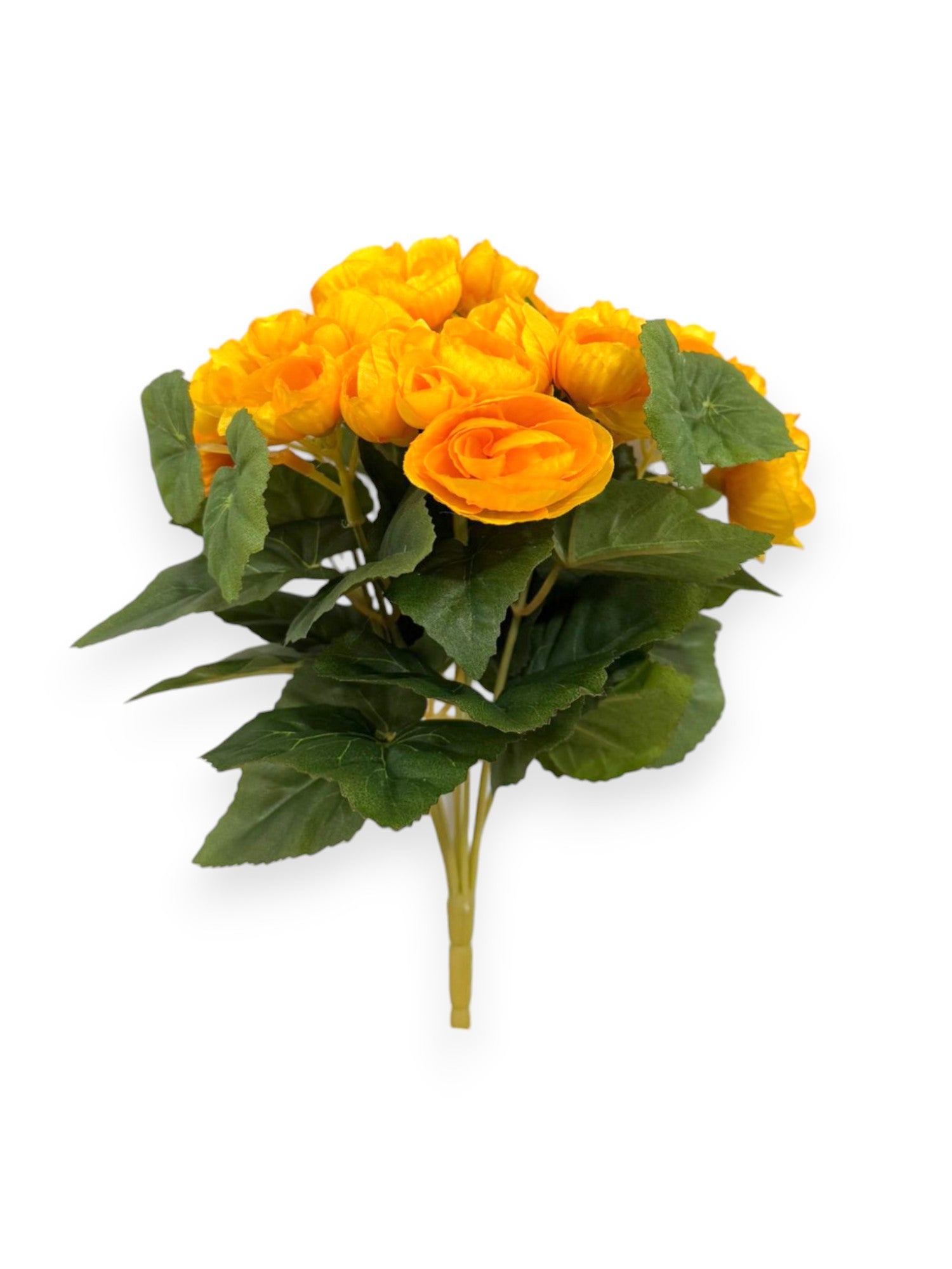 BEGONIA BHX7 9.8"