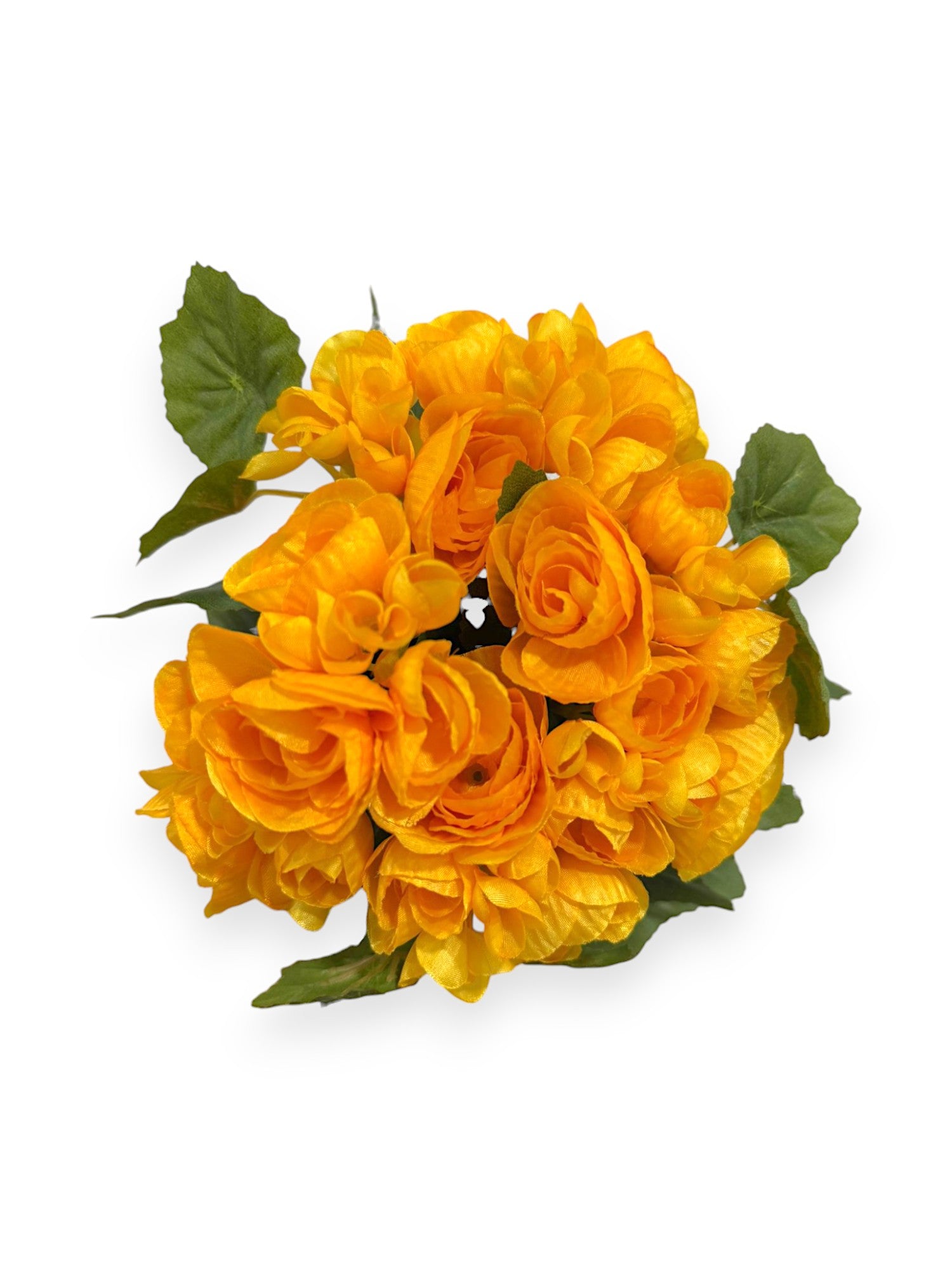 BEGONIA BHX7 9.8"