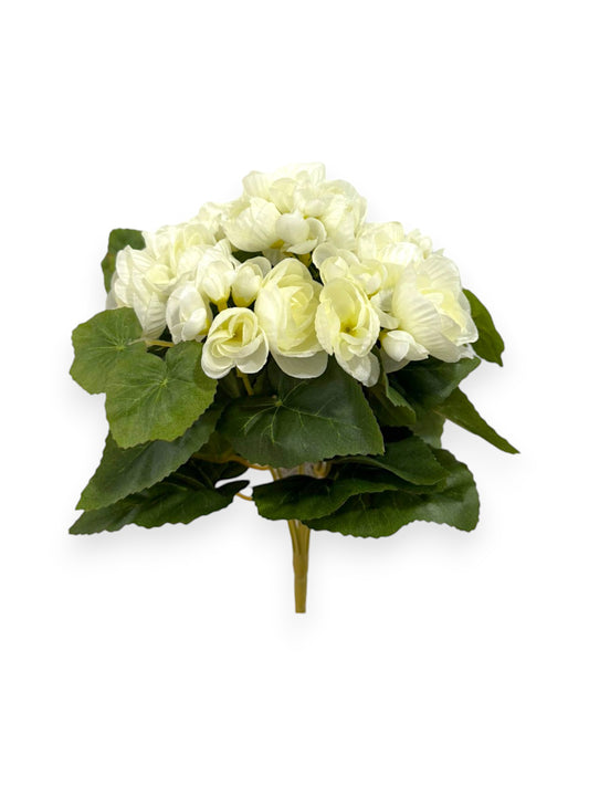 BEGONIA BHX7 9.8"