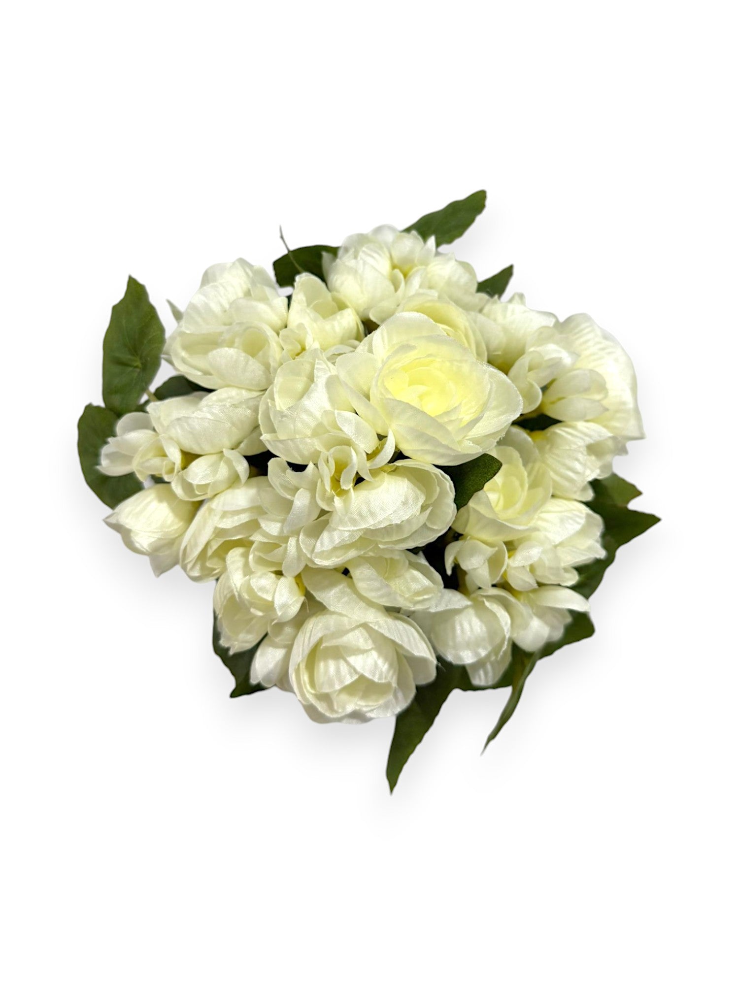 BEGONIA BHX7 9.8"