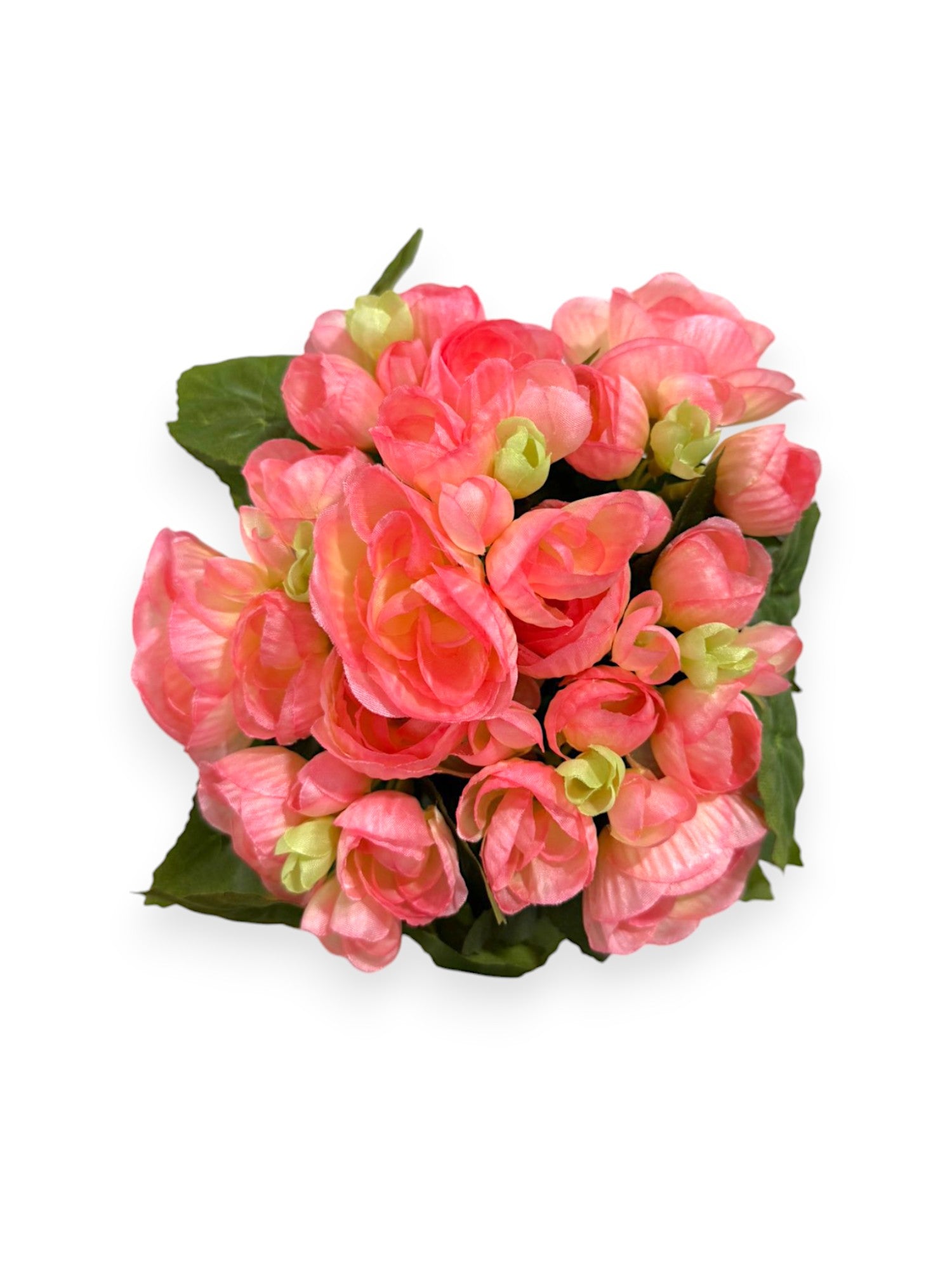 BEGONIA BHX7 9.8"