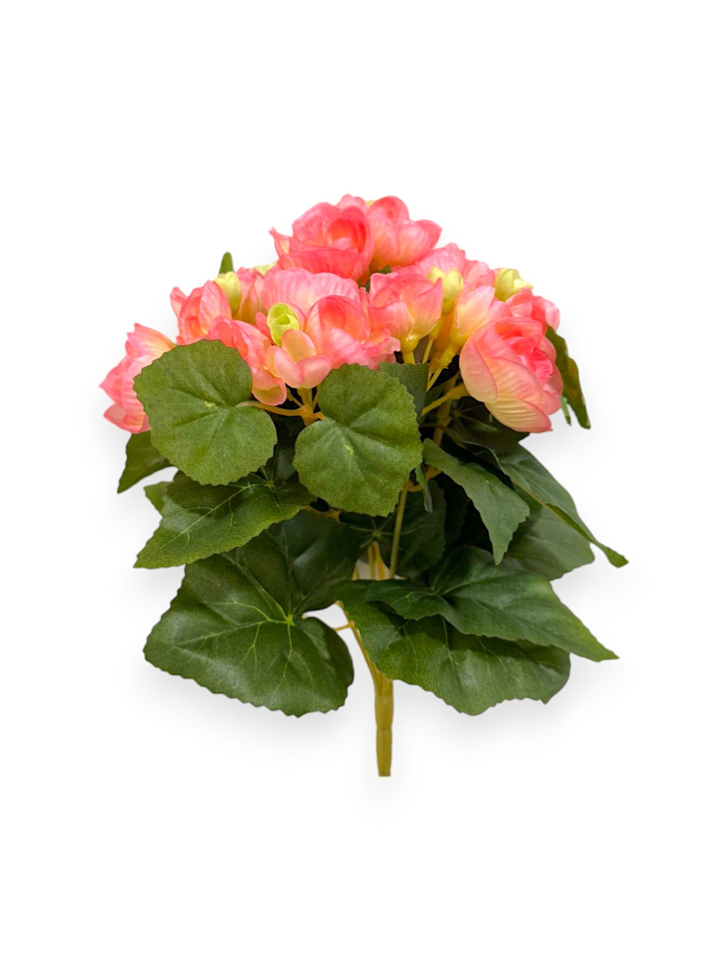 BEGONIA BHX7 9.8"