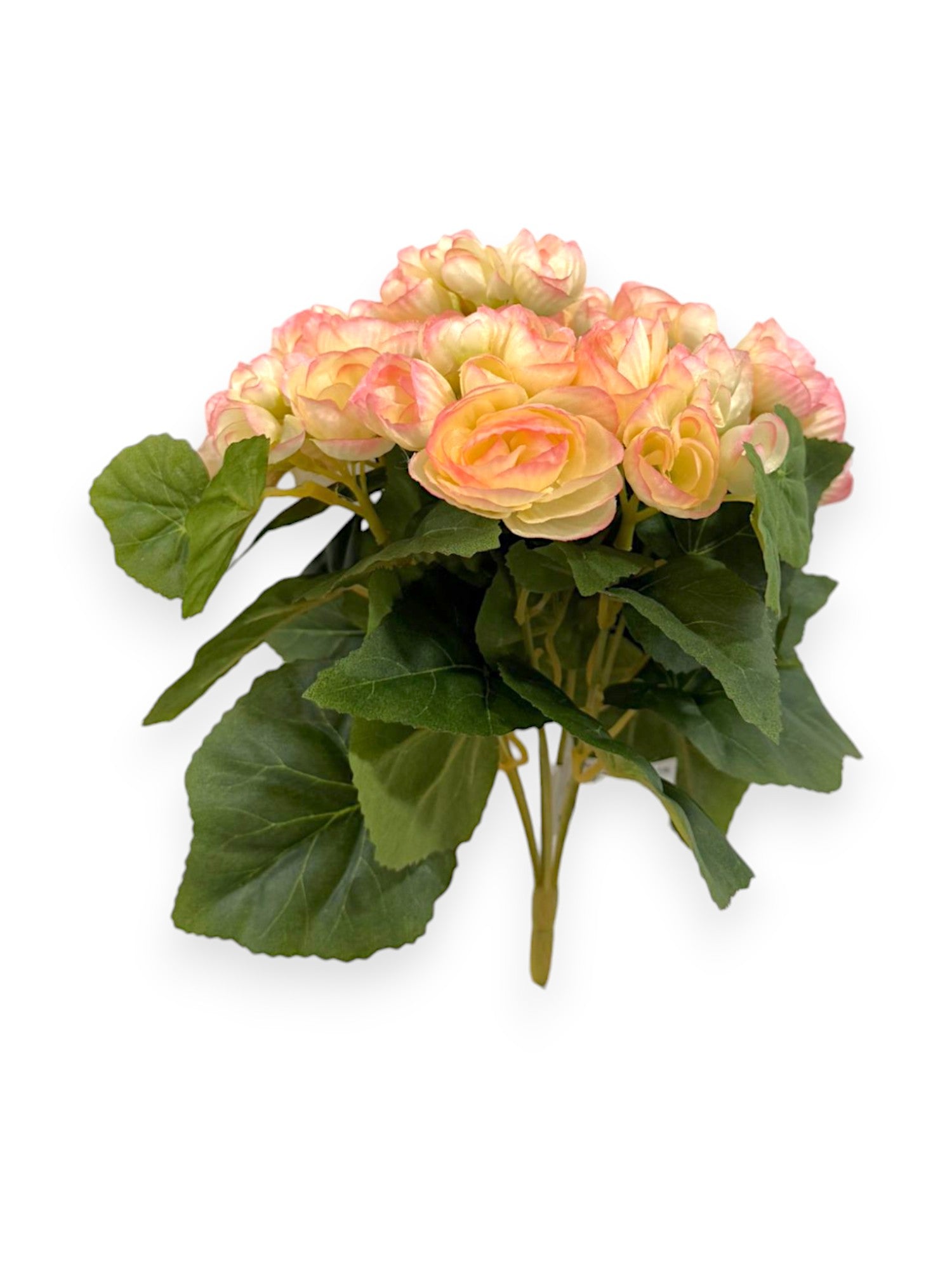 BEGONIA BHX7 9.8"