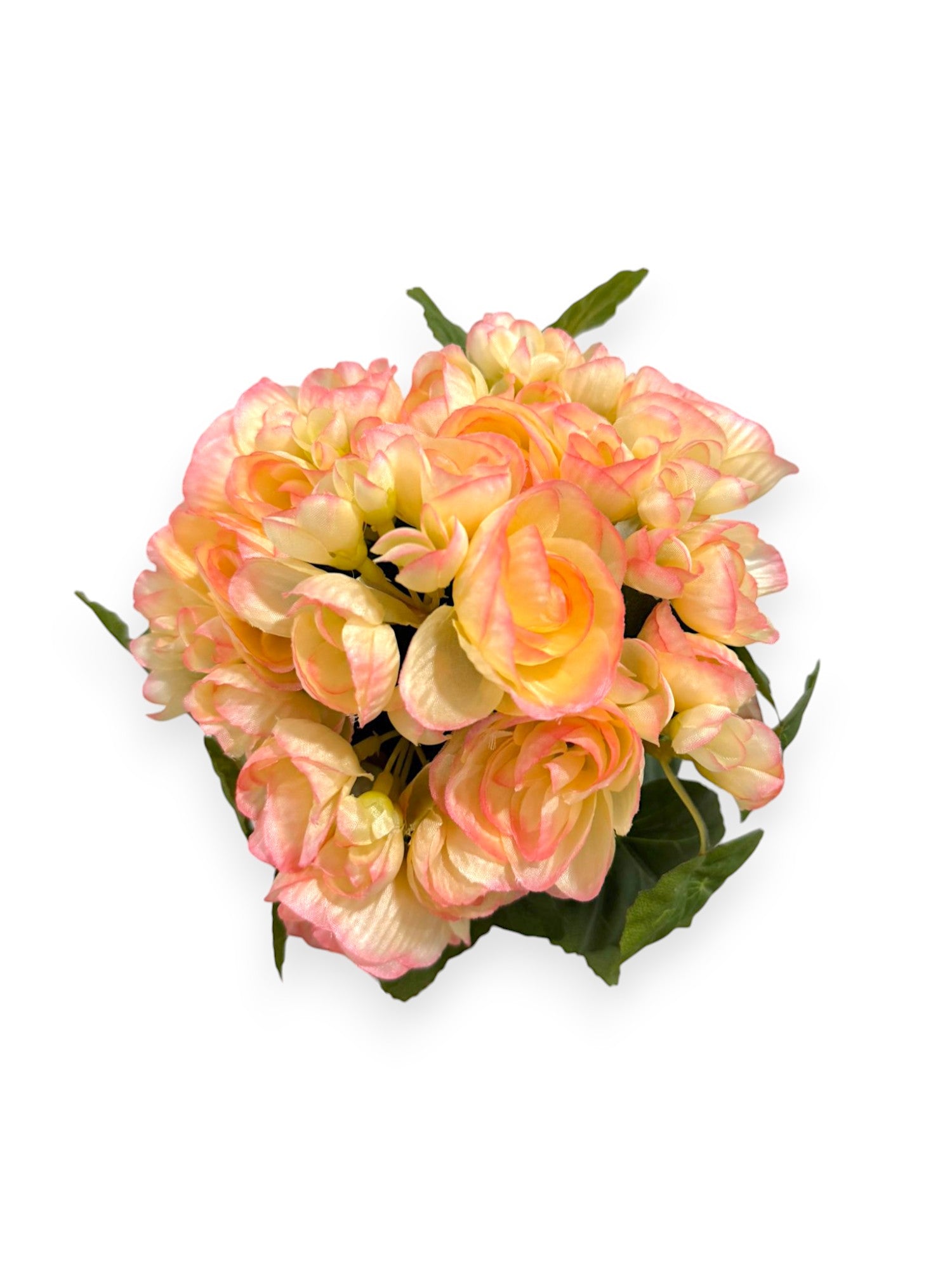 BEGONIA BHX7 9.8"