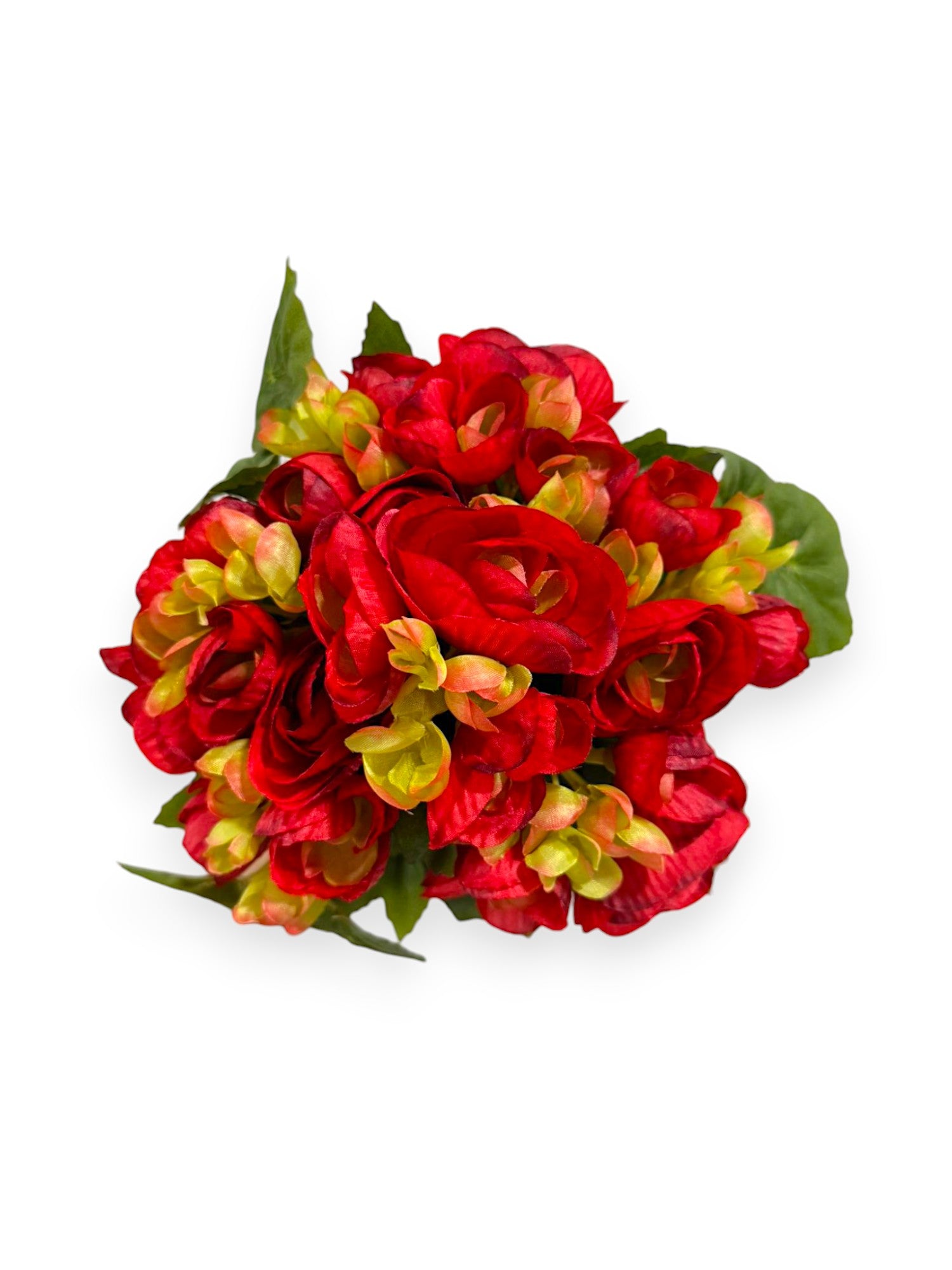 BEGONIA BHX7 9.8"