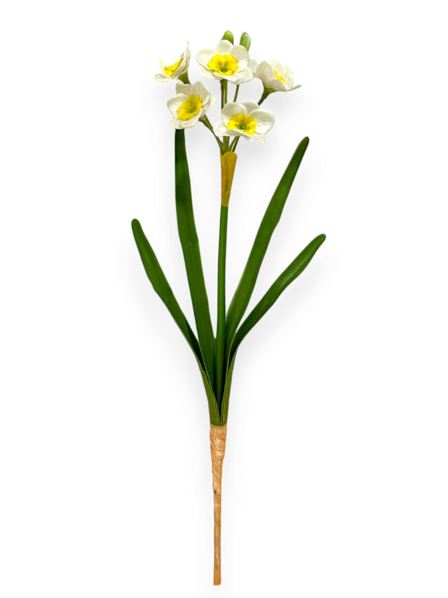 DAFFODIL NARCISSUS 15"