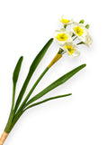 DAFFODIL NARCISSUS 15"