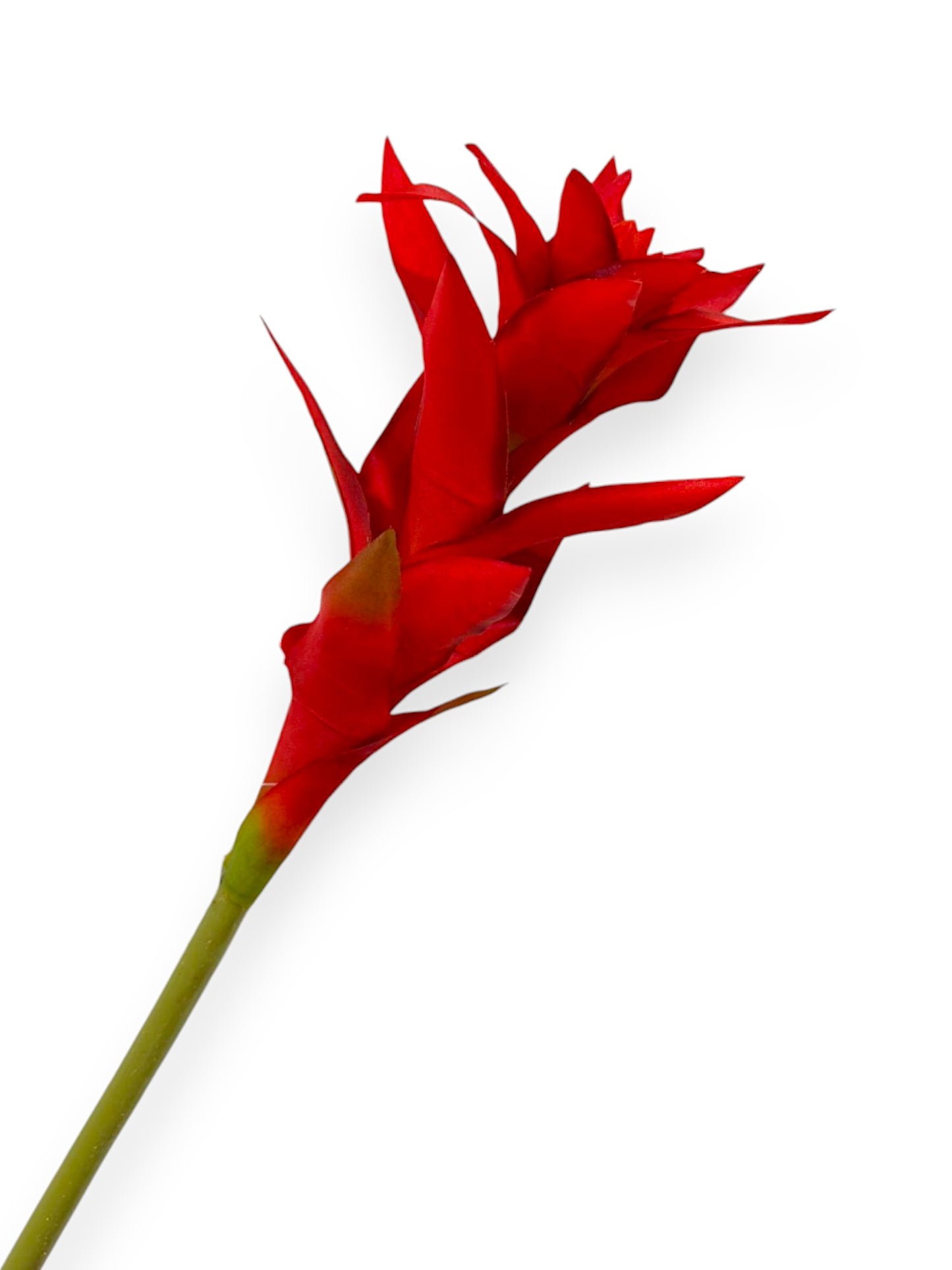 BROMELIAD 23"