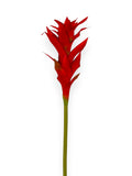 BROMELIAD 23"