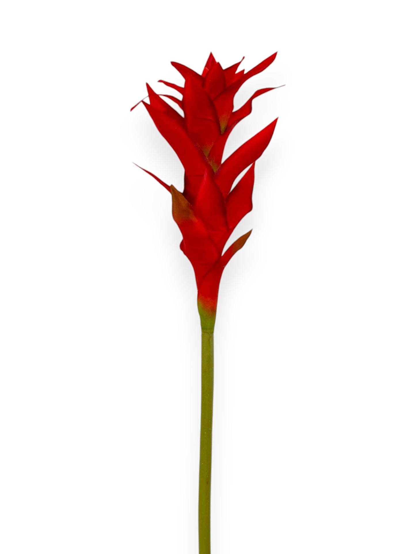 BROMELIAD 23"