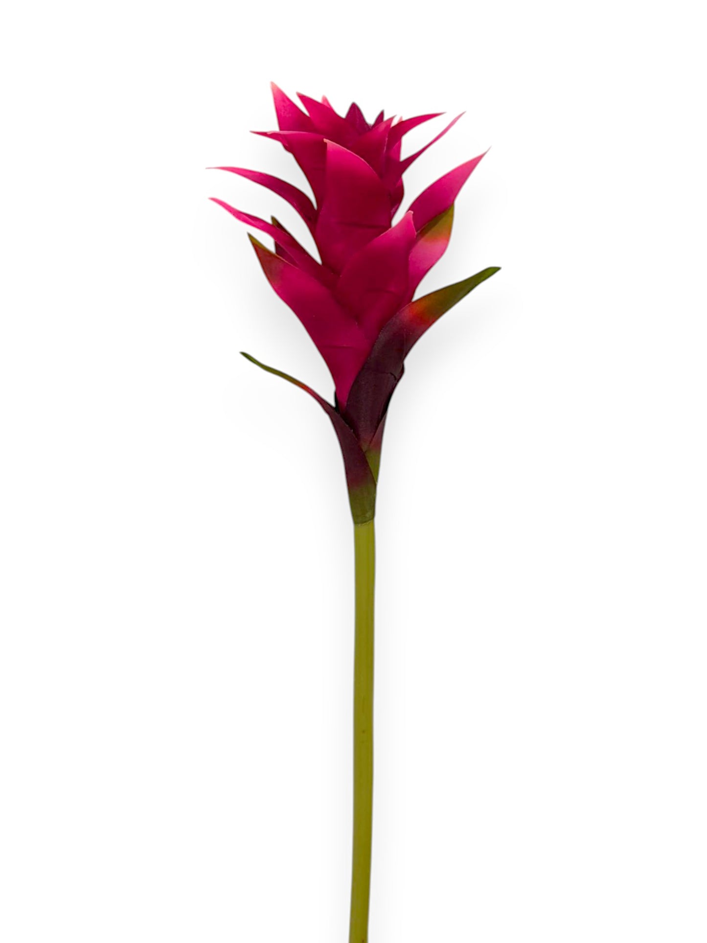 BROMELIAD 23"