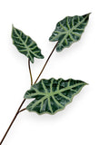ALOCASIA X3 32"