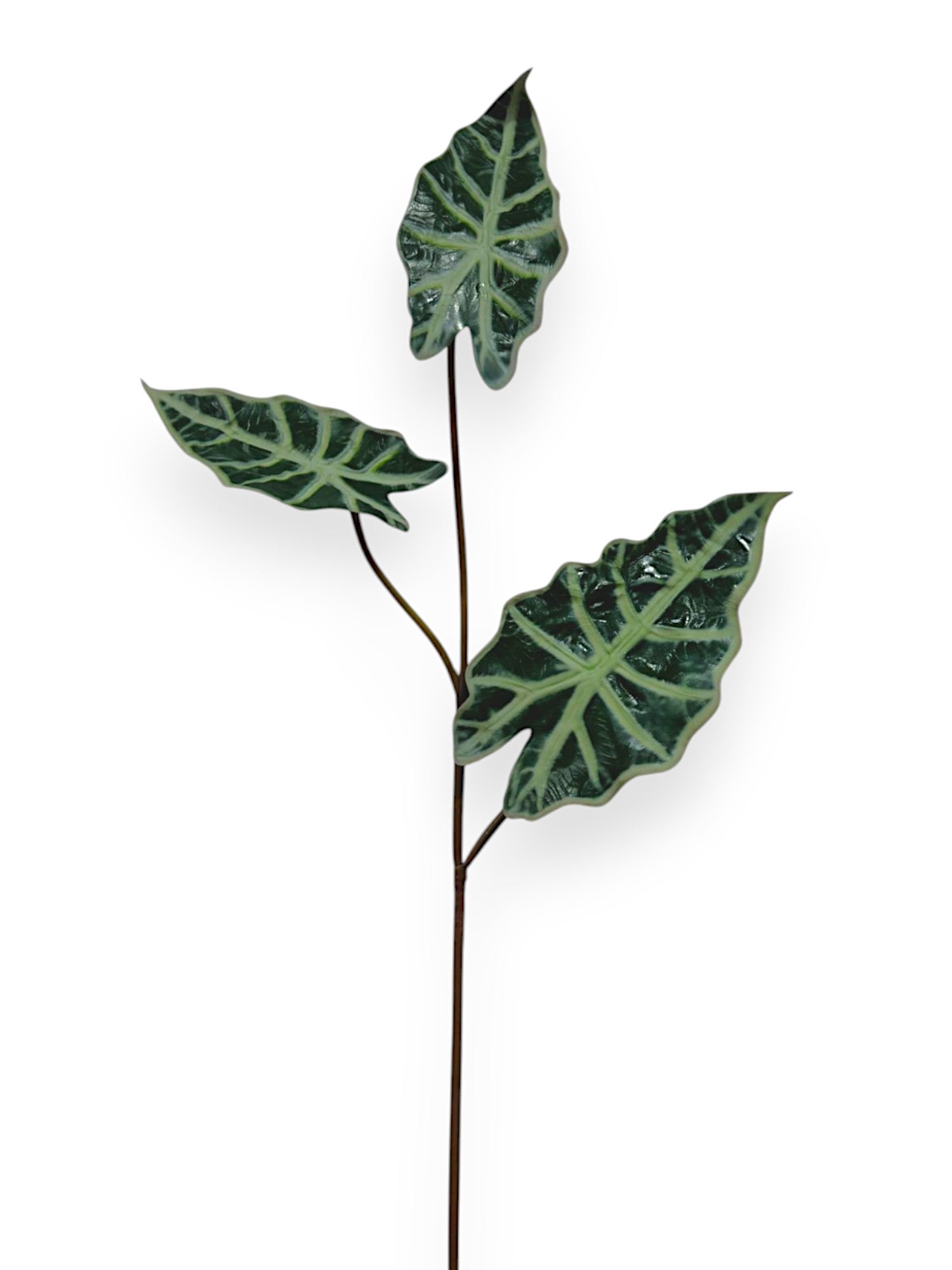 ALOCASIA X3 32"