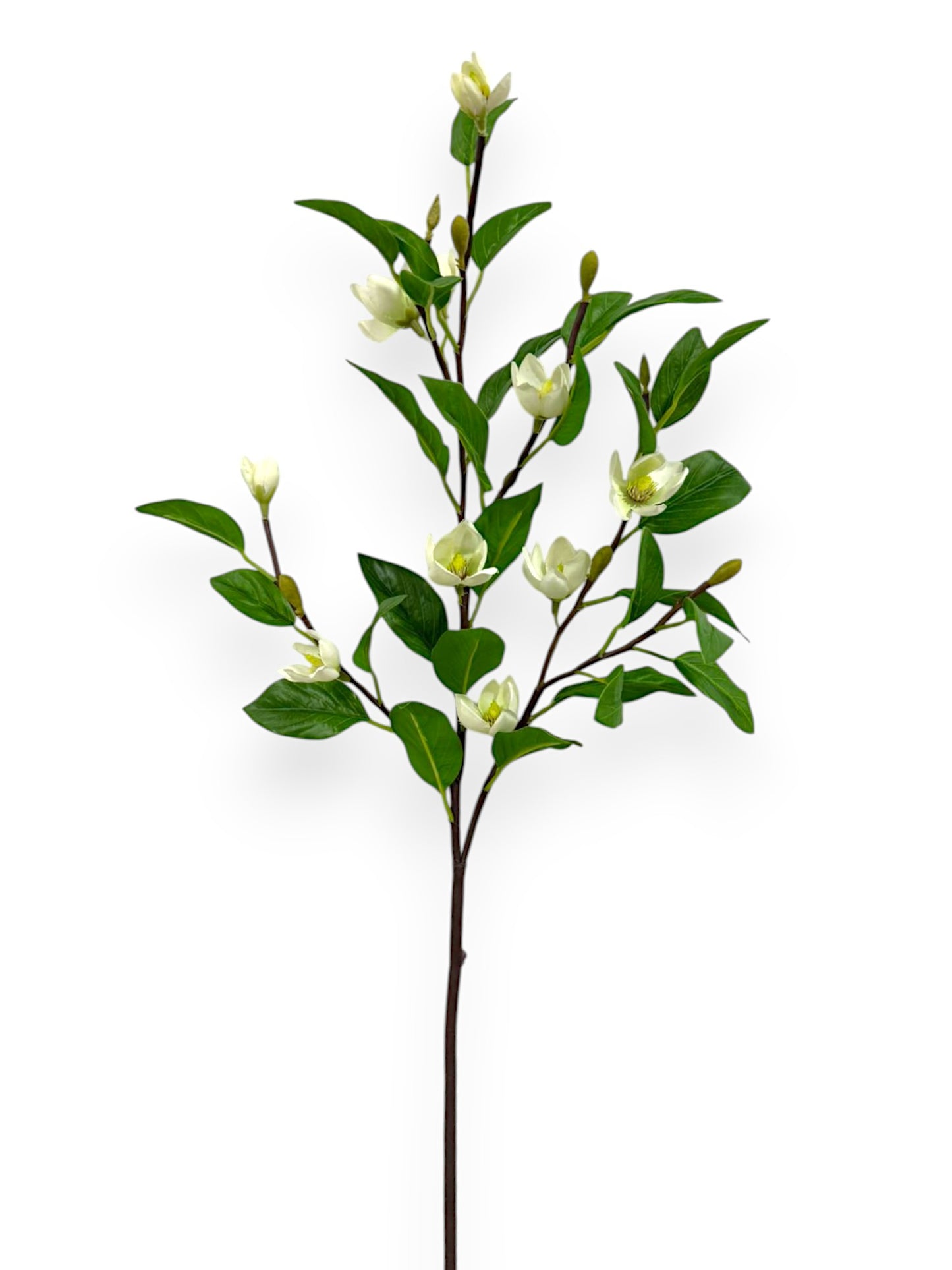 MICHELIA FIGO S. 28"