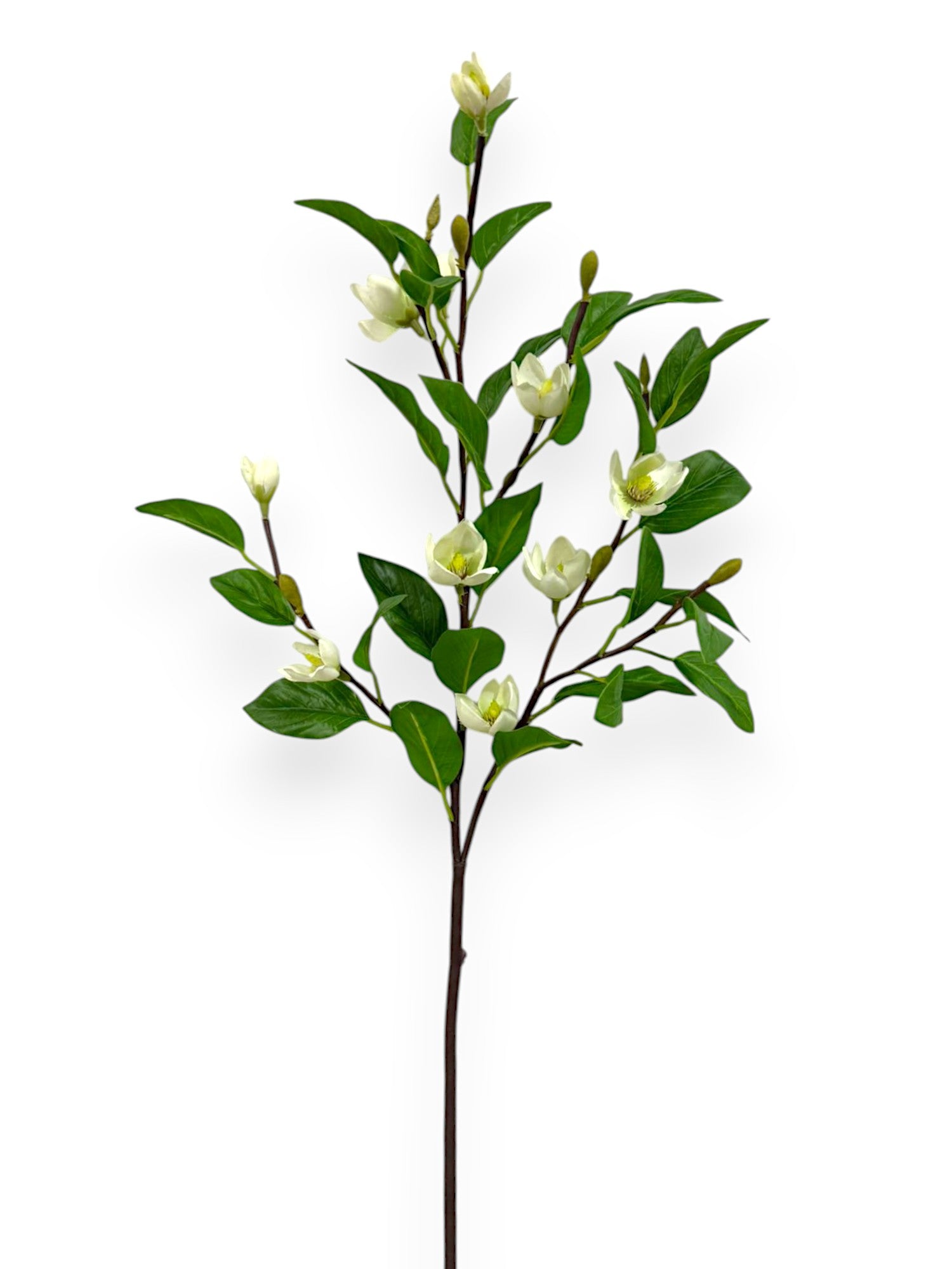 MICHELIA FIGO S. 28"