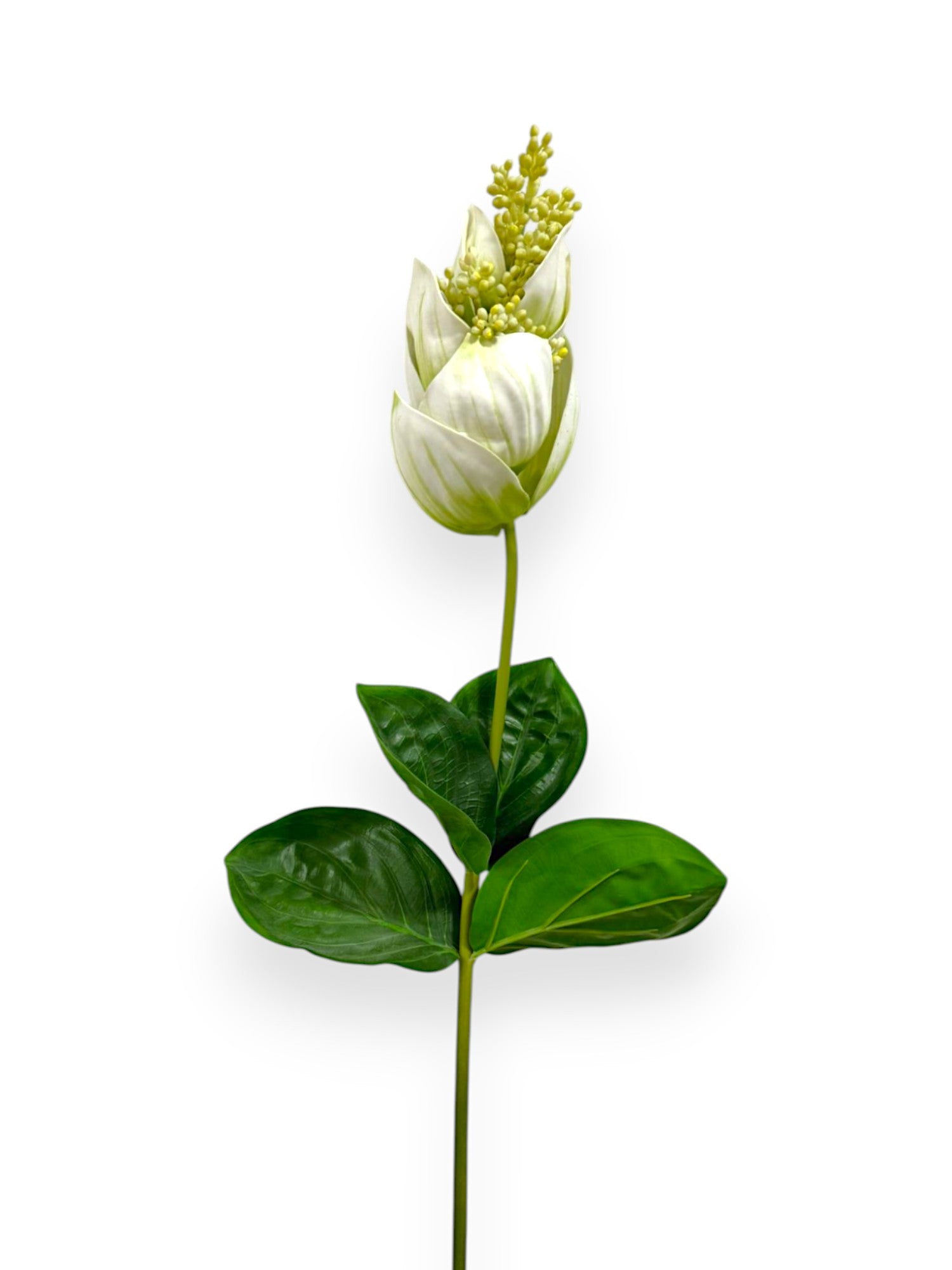 MEDINILLA MAGNIFICA 32"