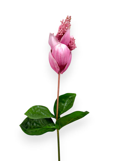 MEDINILLA MAGNIFICA 32"