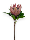 PROTEA KING 25"
