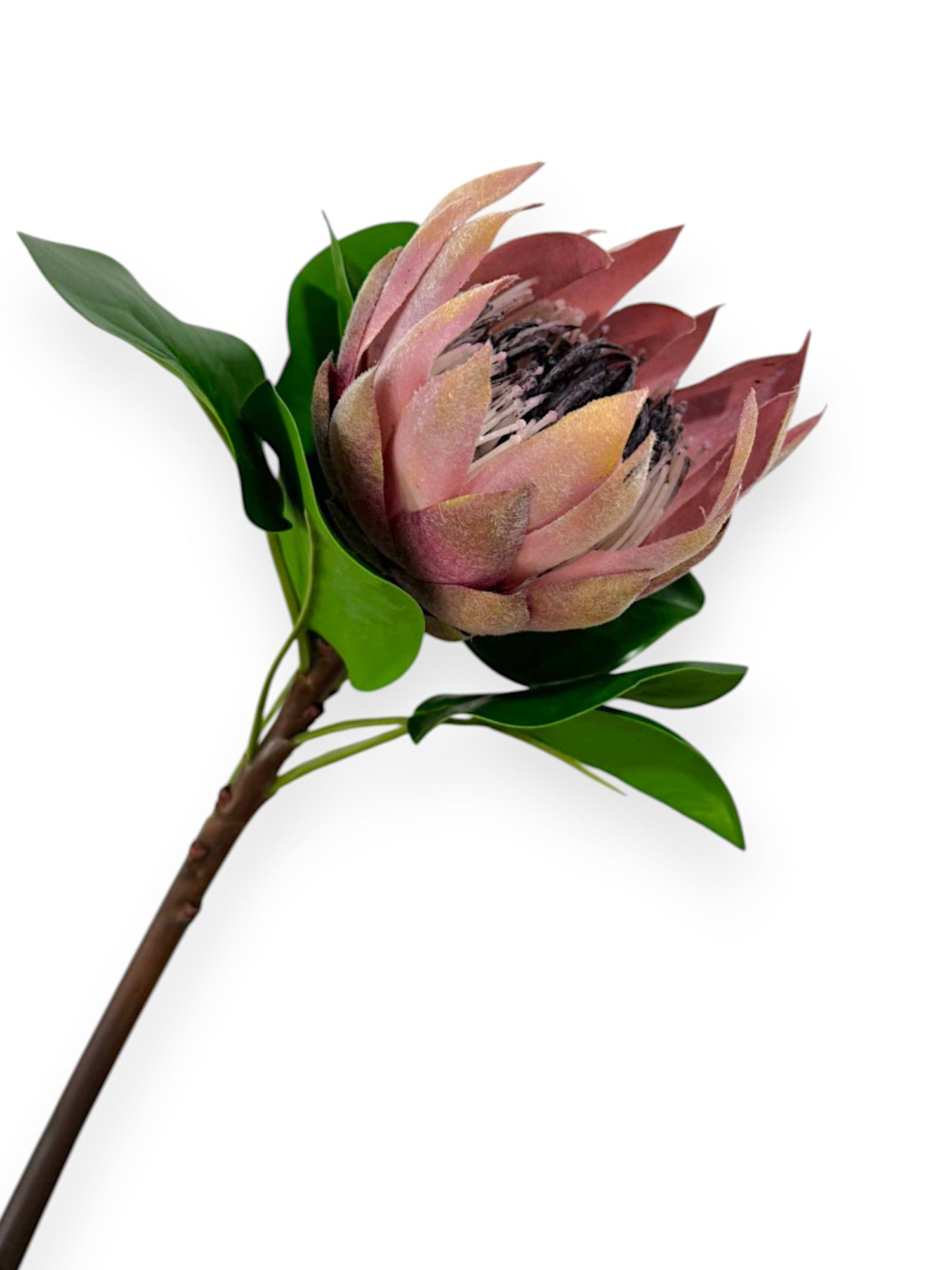 PROTEA KING 25"