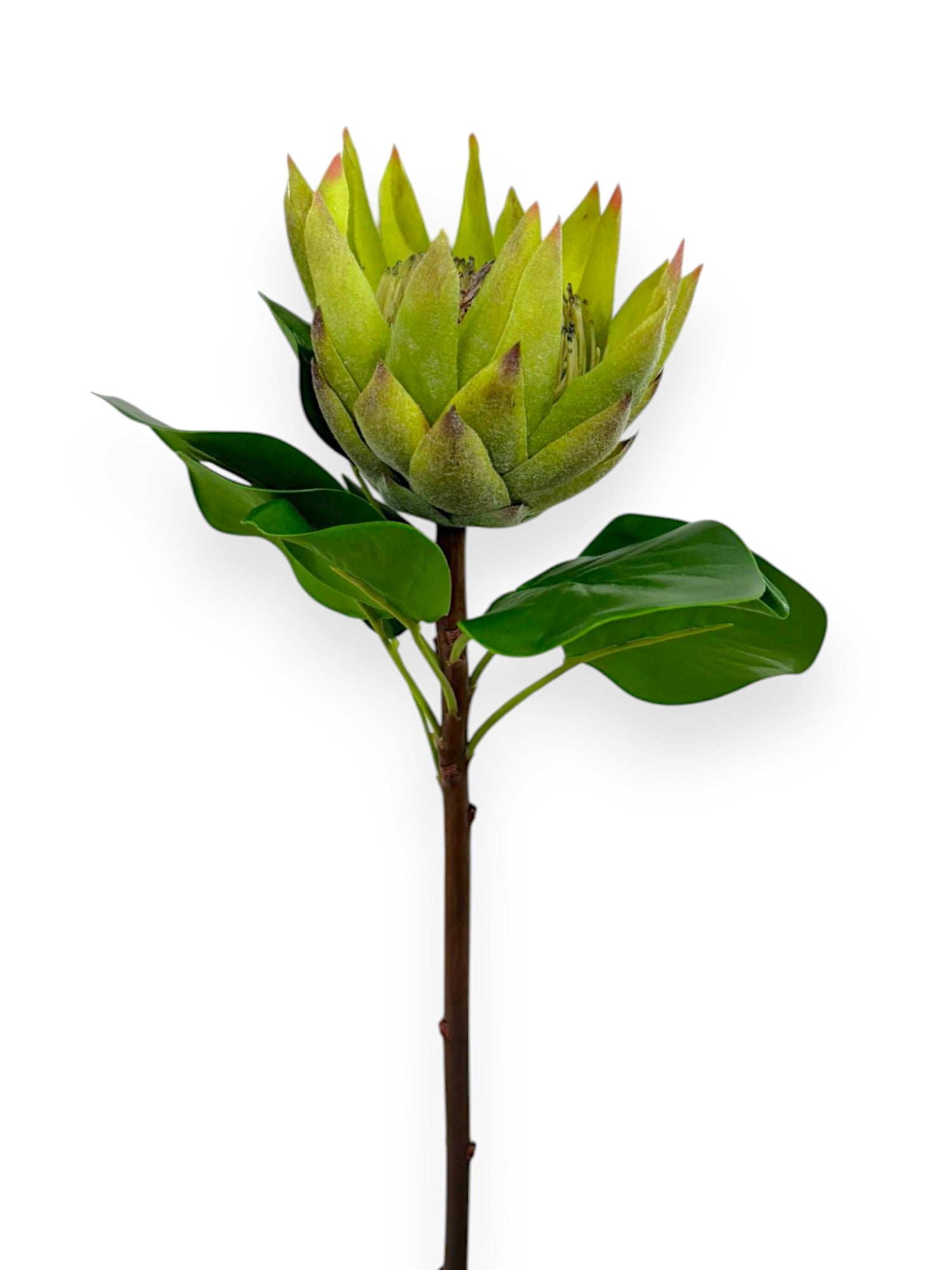 PROTEA KING 25"