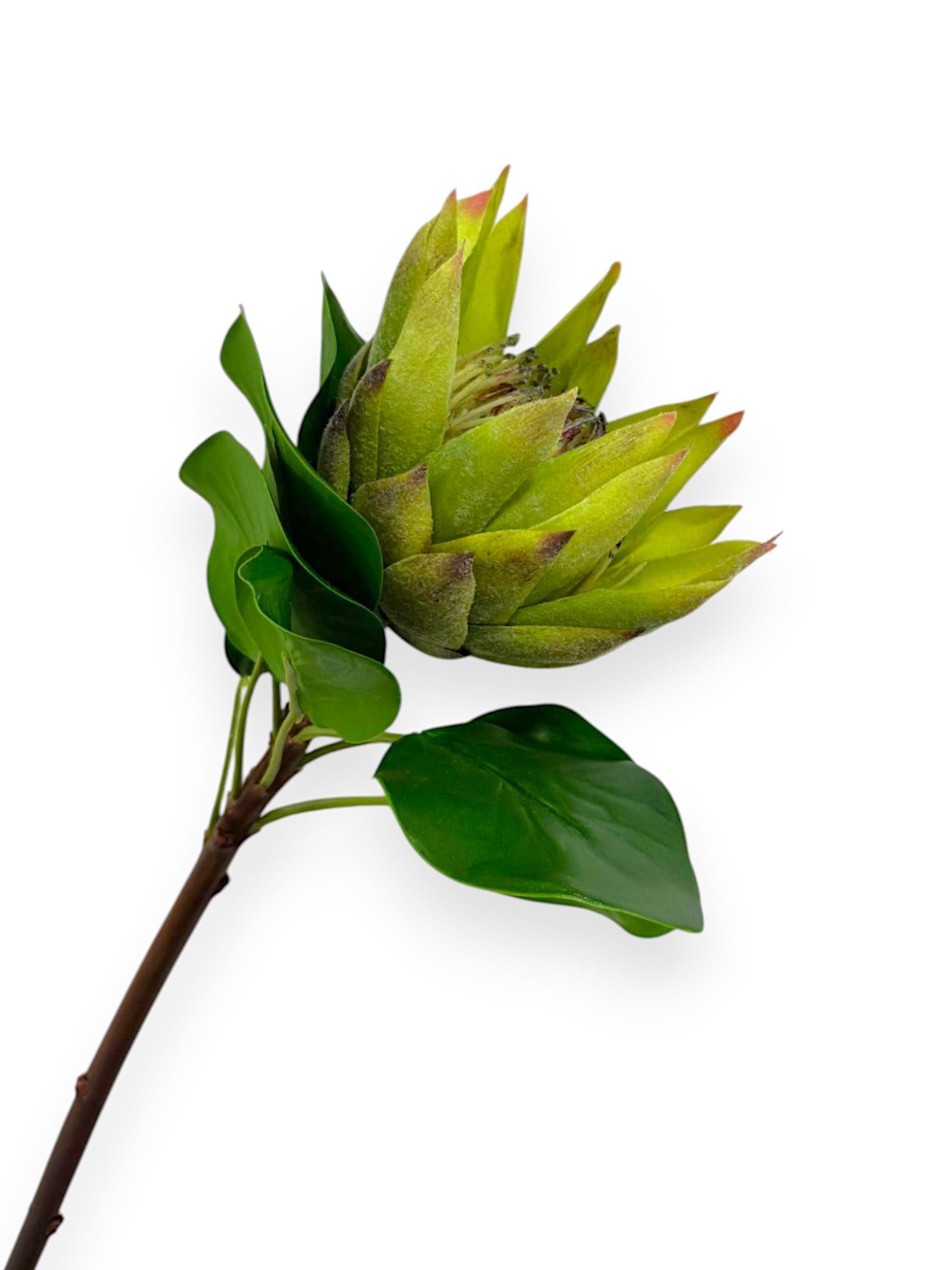 PROTEA KING 25"