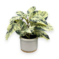 FICUS WH CERAMIC POT 15" UV