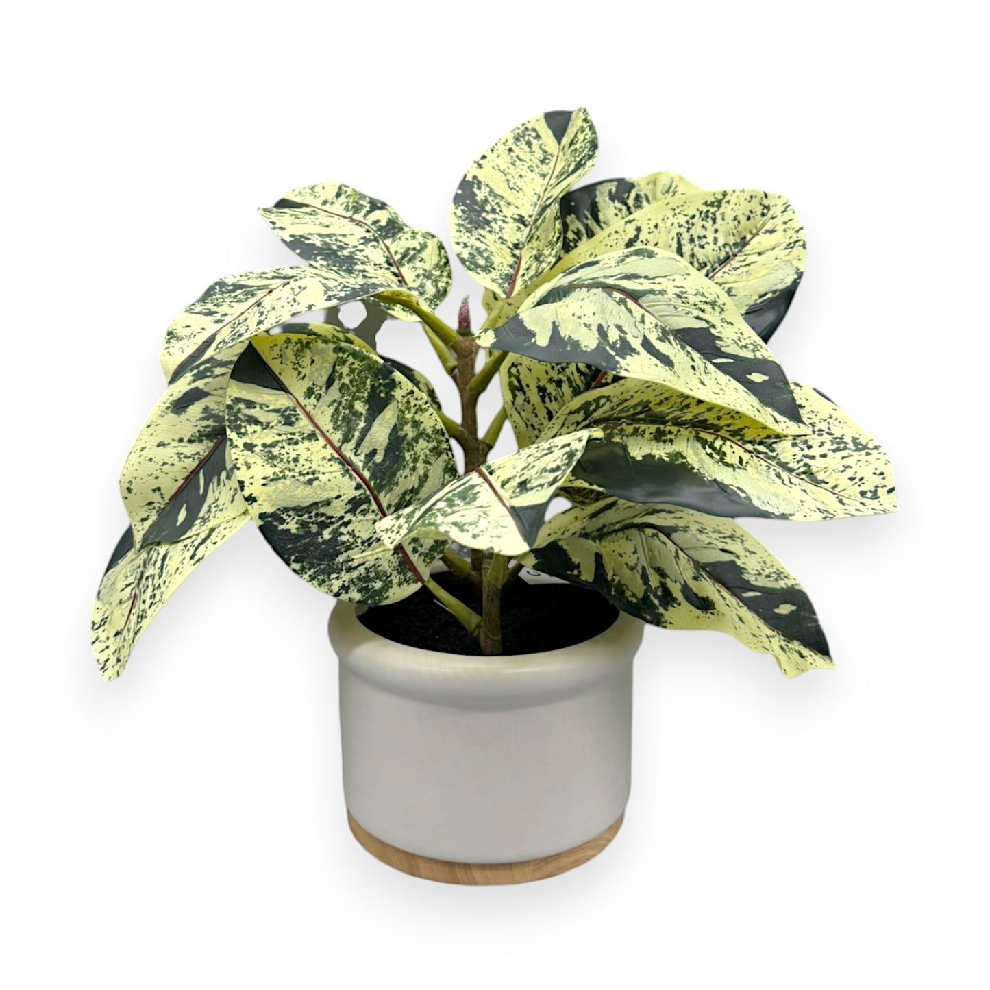 FICUS WH CERAMIC POT 15" UV