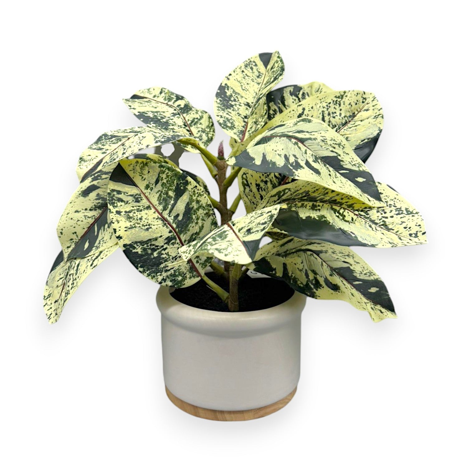FICUS WH CERAMIC POT 15" UV