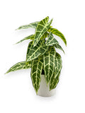 ALOCASIA LEAF PLANT 13"