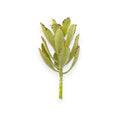 SUCCULENT KALANCHOE 4"