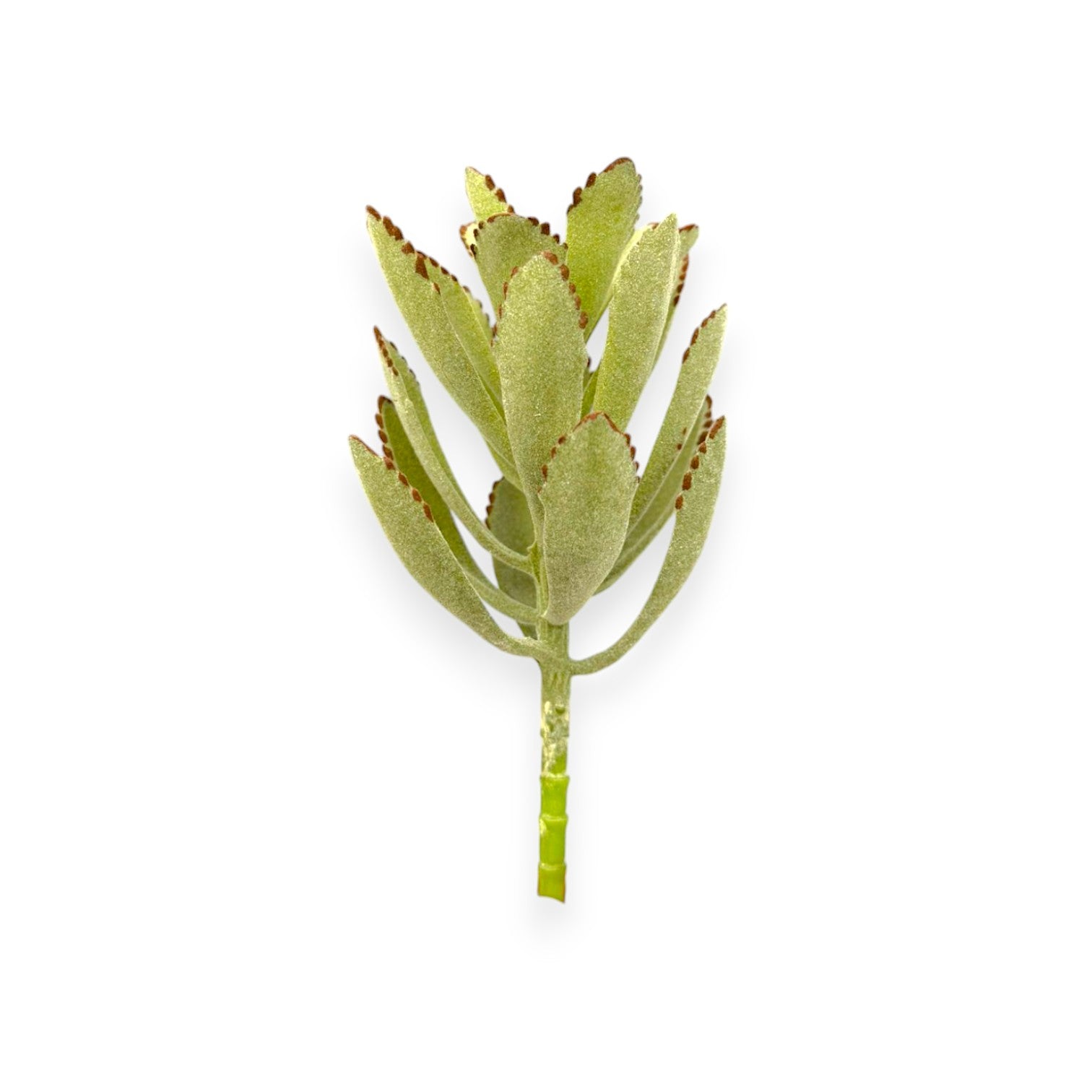 SUCCULENT KALANCHOE 4"