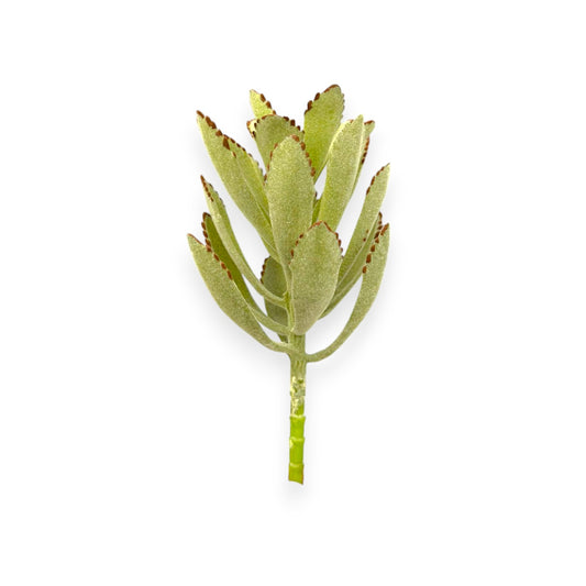 SUCCULENT KALANCHOE 4"