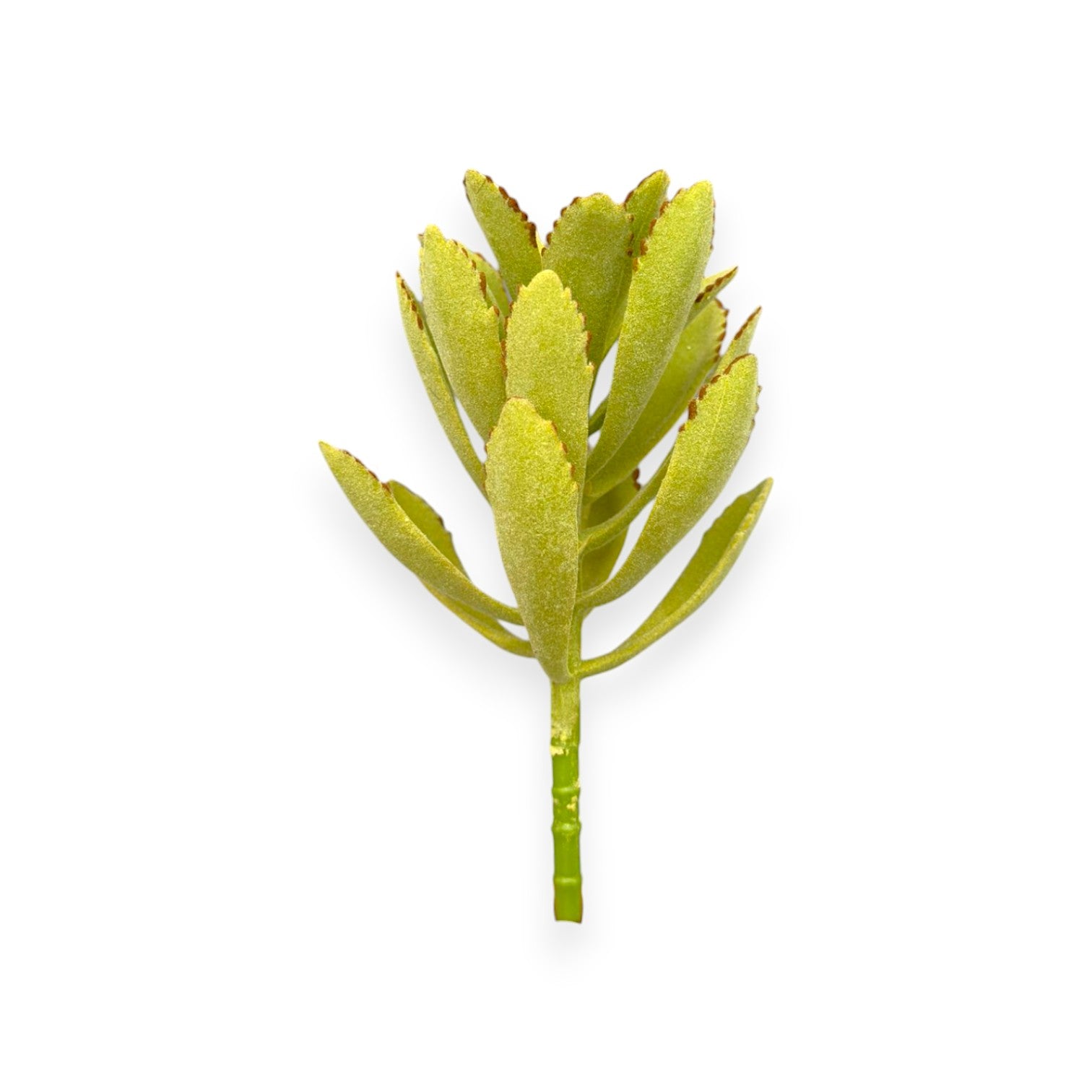 SUCCULENT KALANCHOE 4"