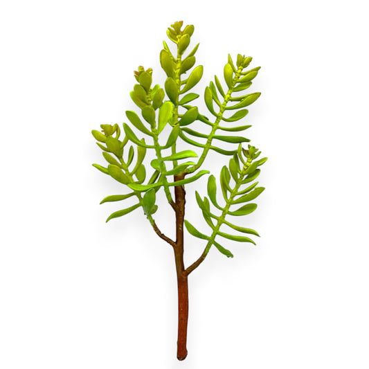 SUCCULENT PLANT X5 13"