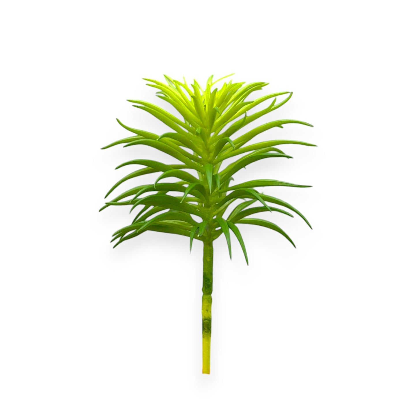 SUCCULENT SENECIO PICK 5"