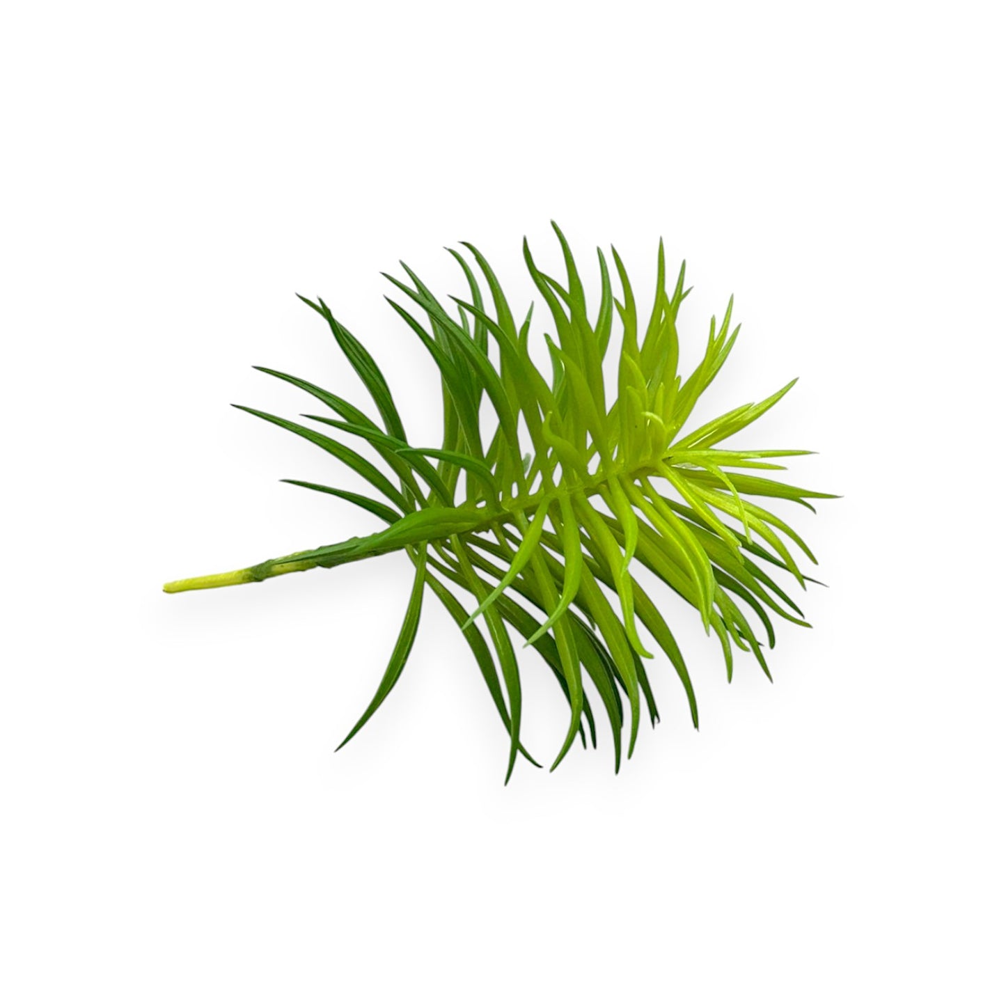 SUCCULENT SENECIO PICK 5"