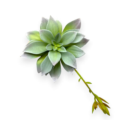 SUCCULENT AEONIUM 6"