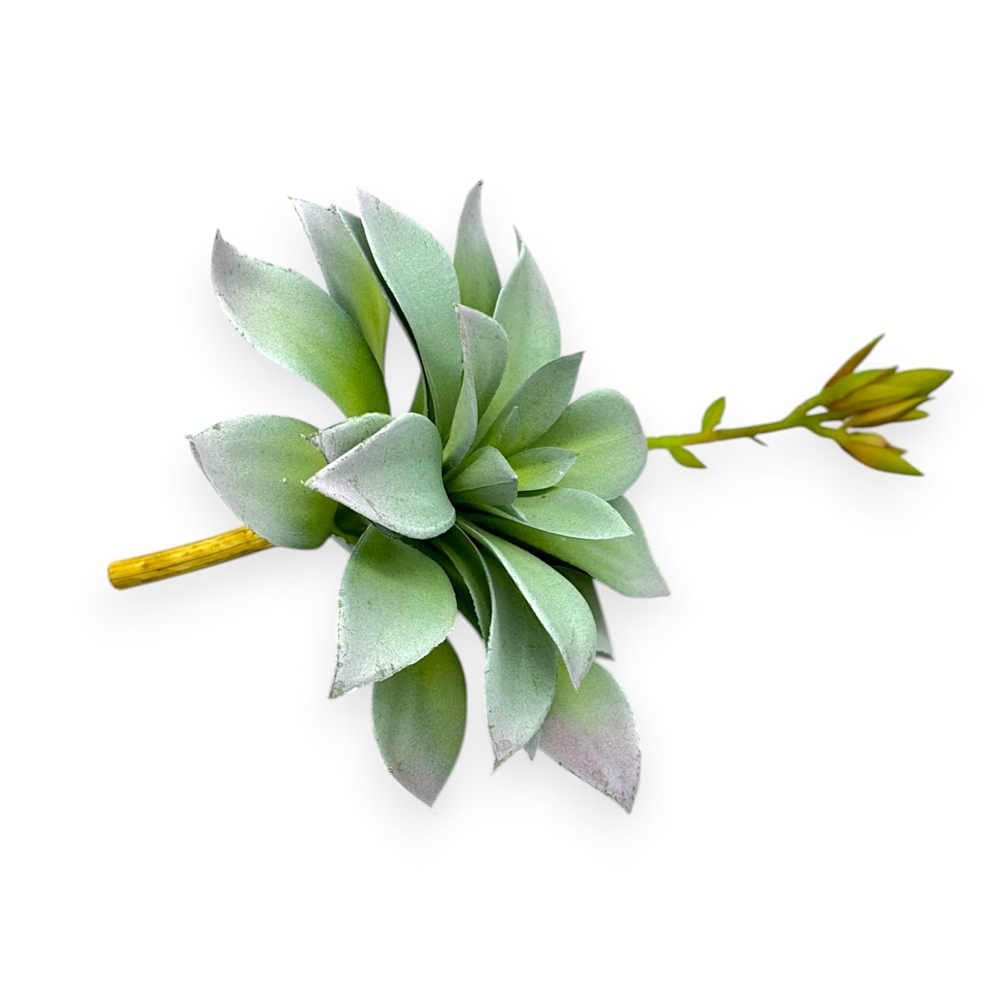 SUCCULENT AEONIUM 6"