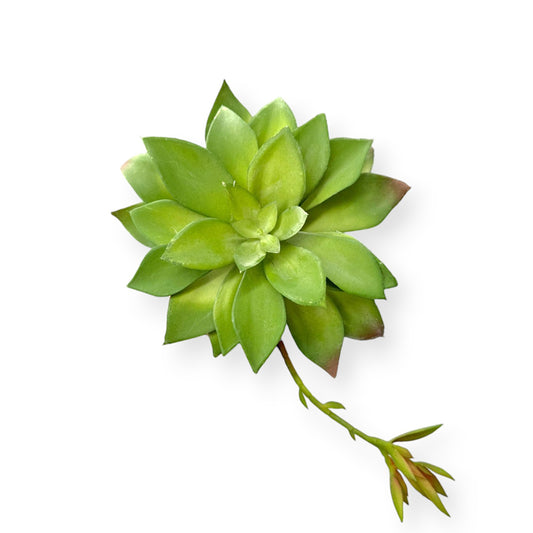 SUCCULENT AEONIUM 6"