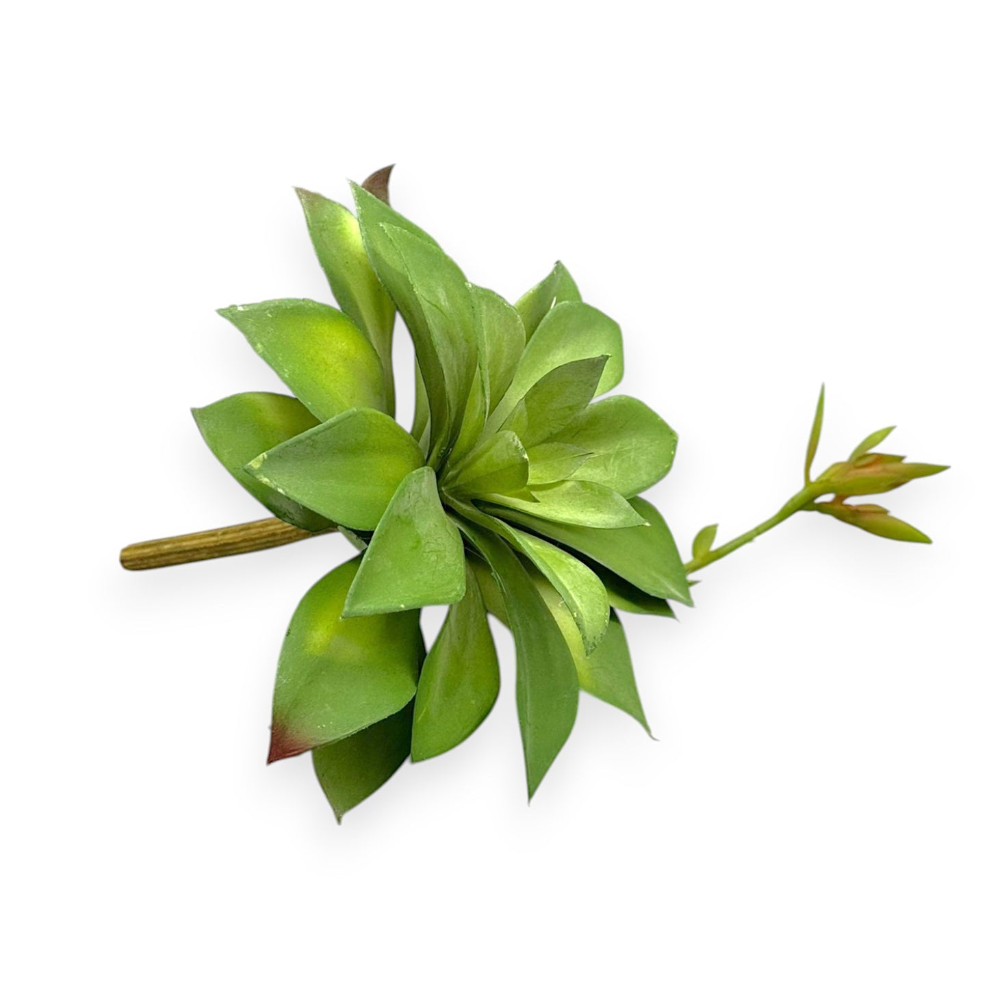 SUCCULENT AEONIUM 6"