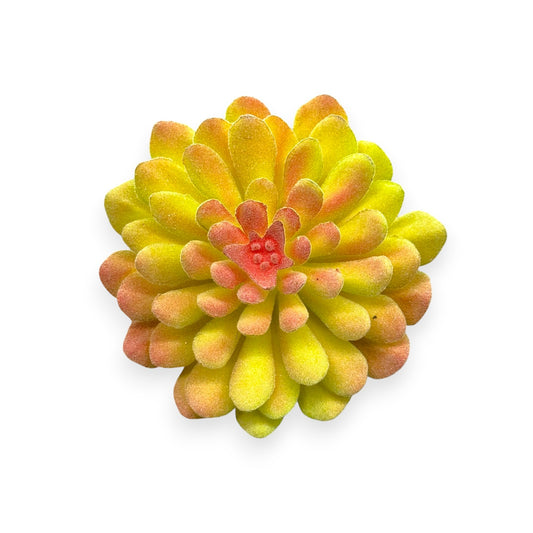 SUCCULENT ECHEVERIA YL 4"
