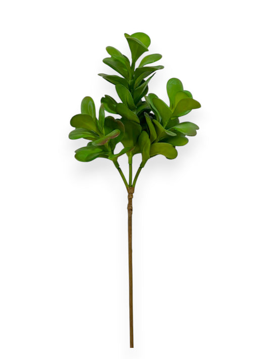 SUCCULENT JADE 20"