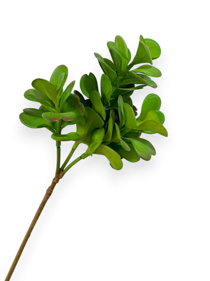SUCCULENT JADE 20"