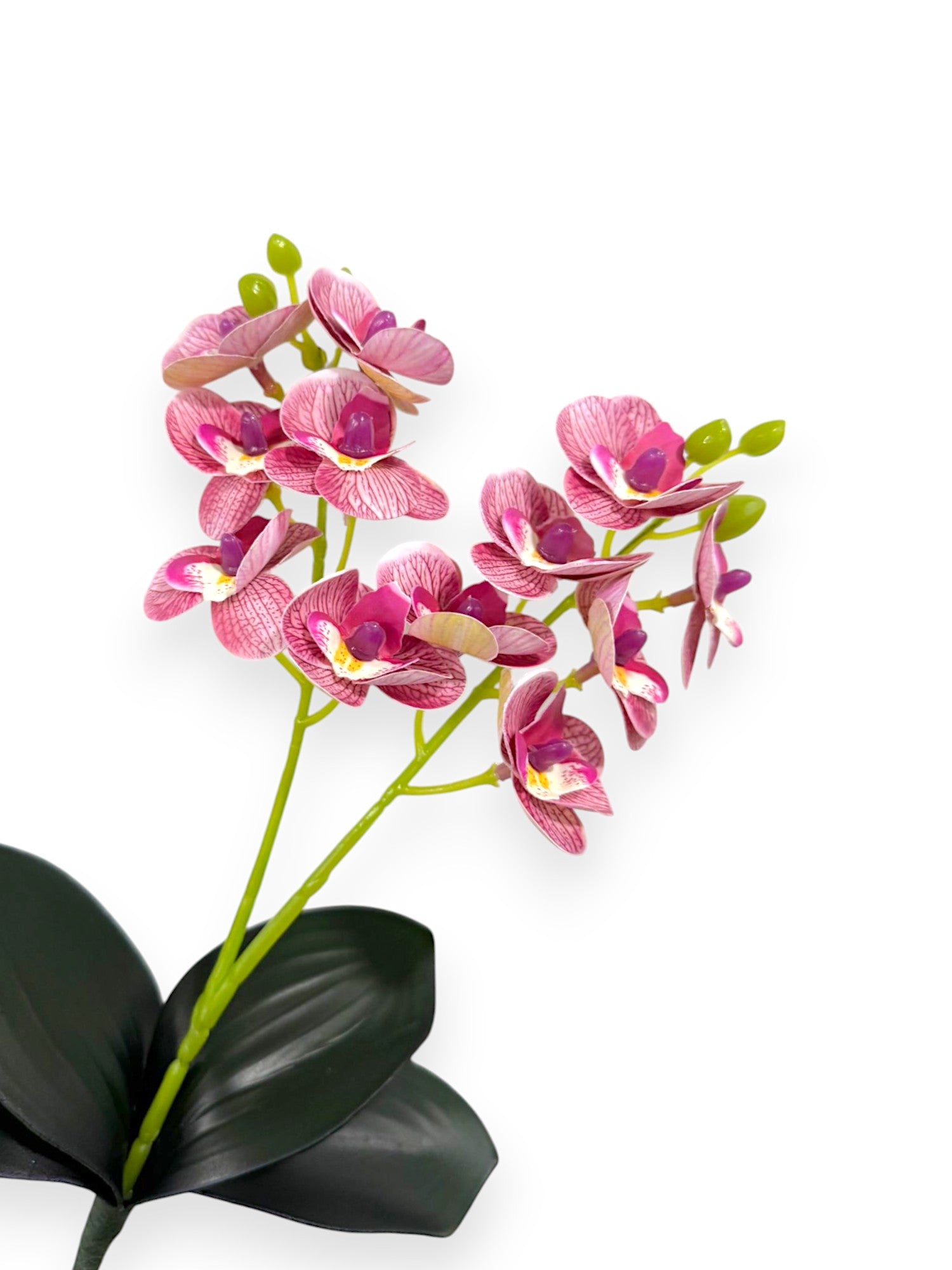 MINI PHAL X2 W/LVS