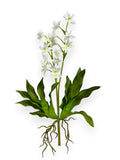 ORCHID DENDROBIUM 22"